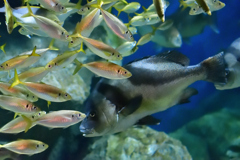 群れ泳ぐ　８/７