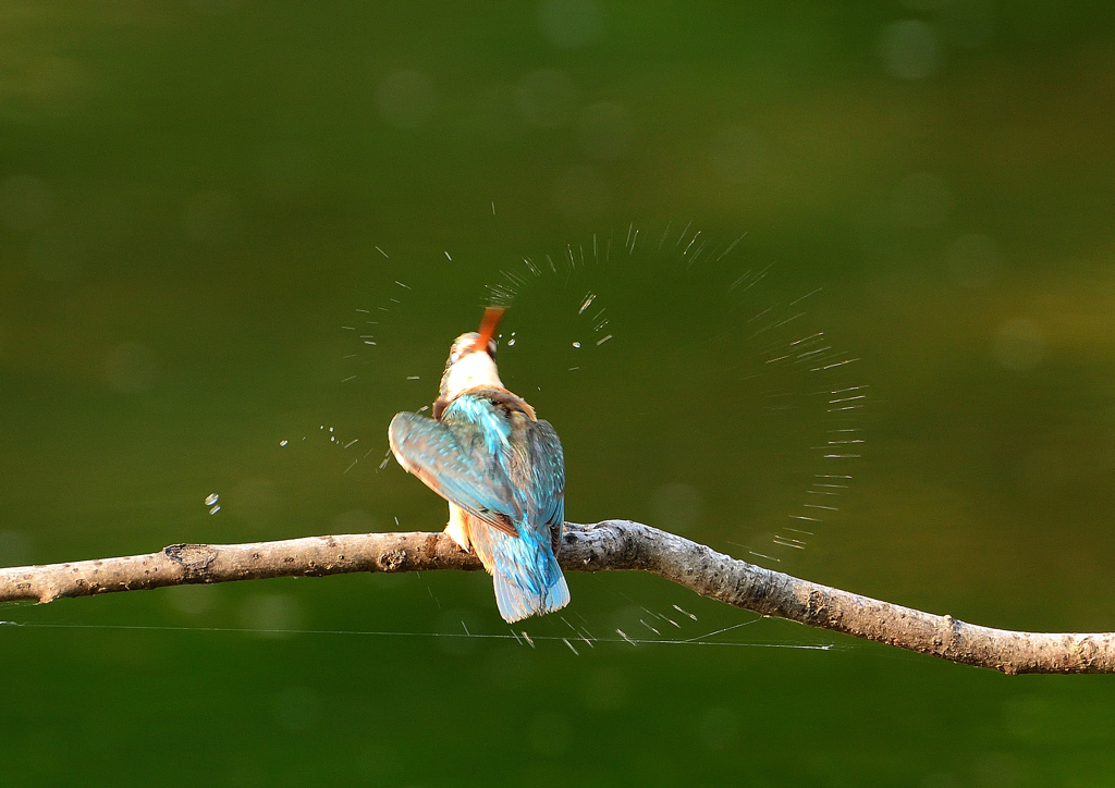 水滴が・・・・　８/１