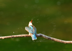 水滴が・・・・　８/１