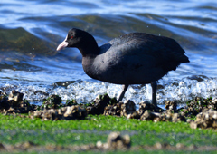 オオバン　１/４