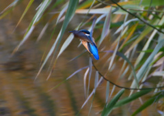 ホバリング　１２/２０❸