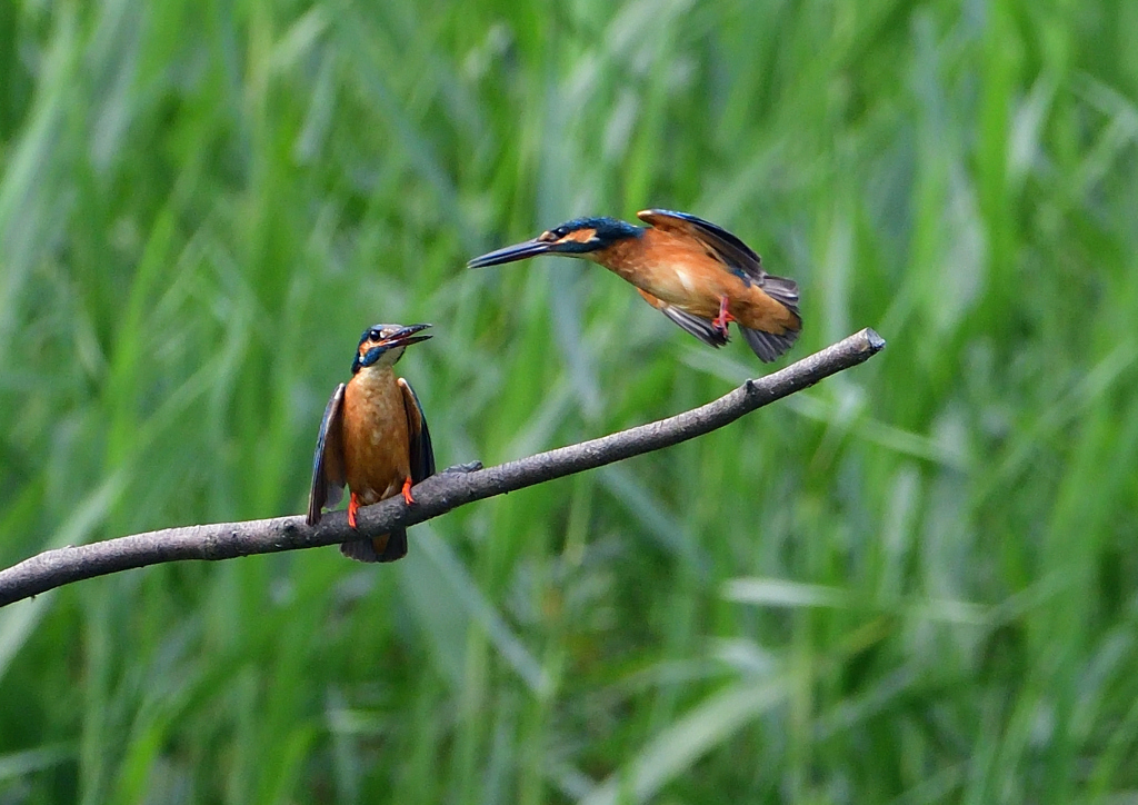 いつもの公園　７/２１➄