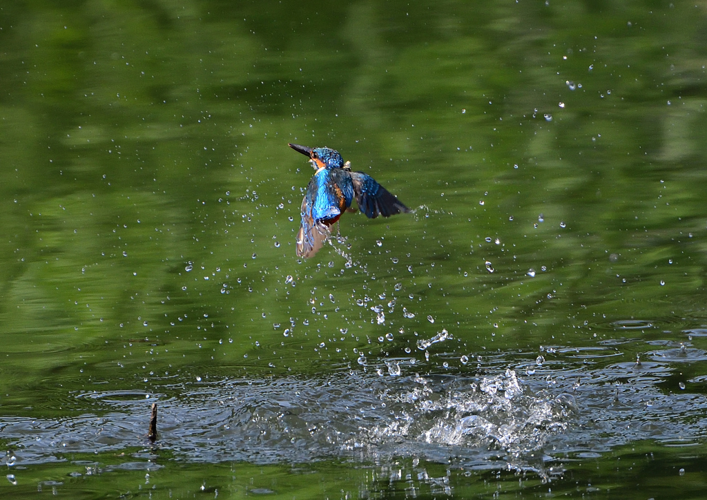 ダイブ　６/６❹