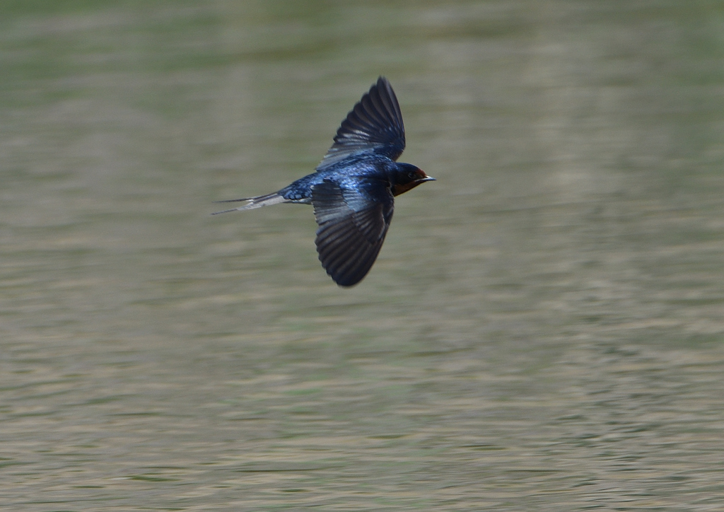 燕、飛び回る❶