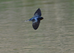 燕、飛び回る❶