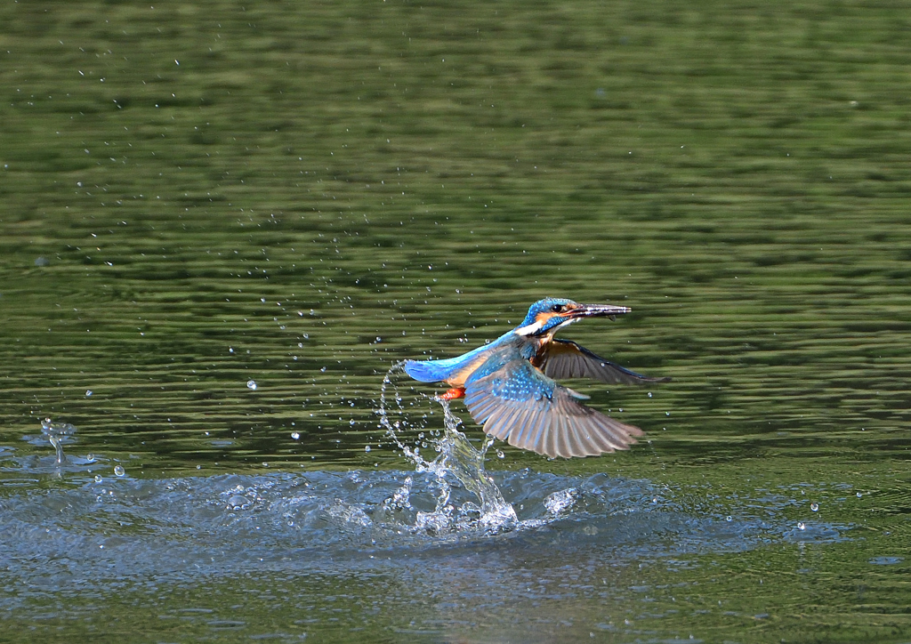 ダイブ　６/６❺