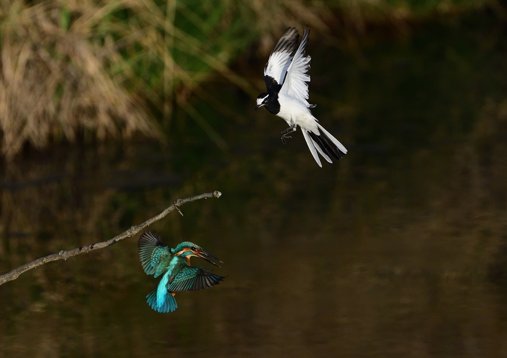 セグロセキレイが・・・・・❺