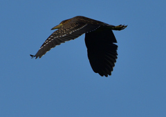 ホシゴイ　９/２１❷