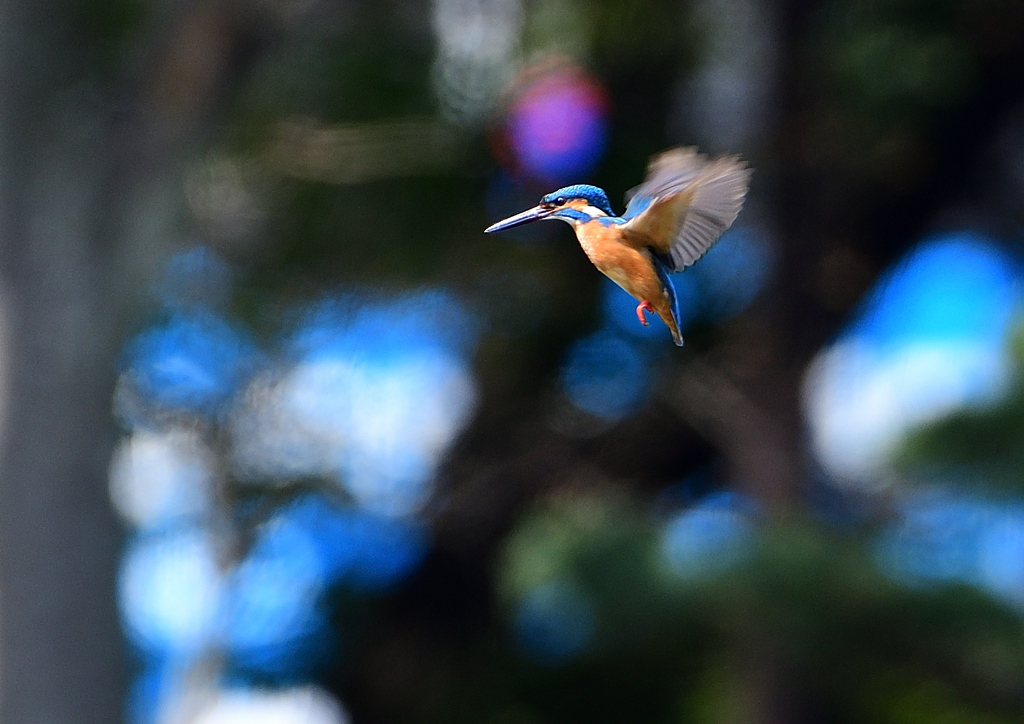 ホバ　４/２０❷