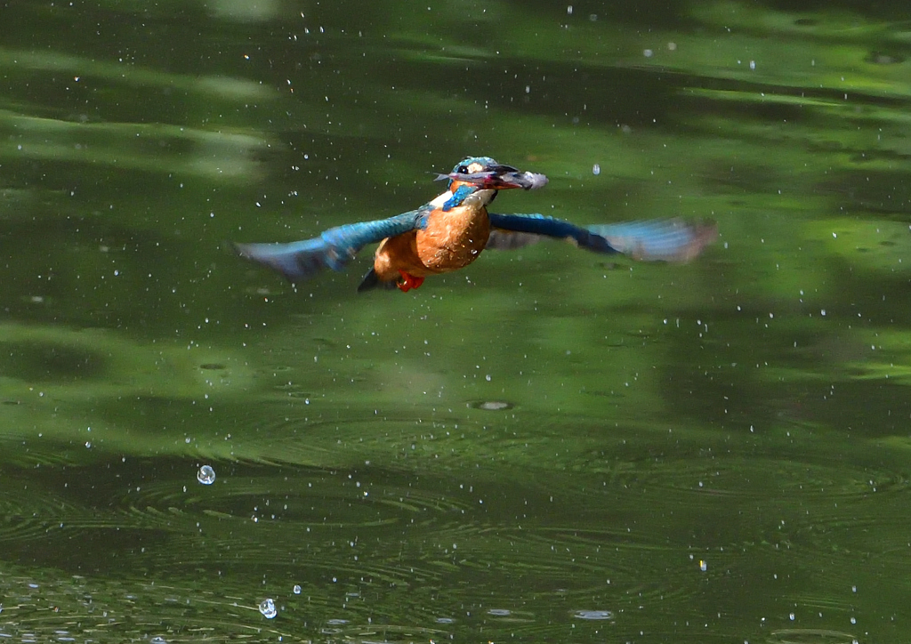 魚を・・・・・・　５/１５❷