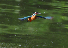 魚を・・・・・・　５/１５❷