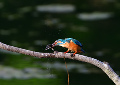 いつもの公園　６/５❷