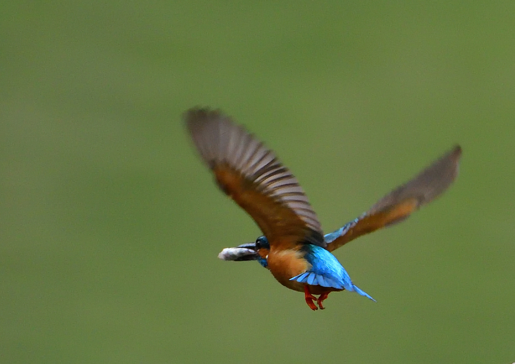 いつもの公園　５/２６➓