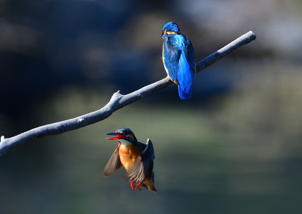 オスとメス　３/１７❶