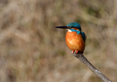 いつもの公園で　１２/６❶