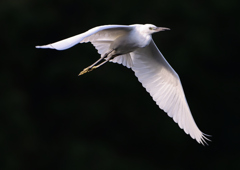 コサギ飛ぶ　❷