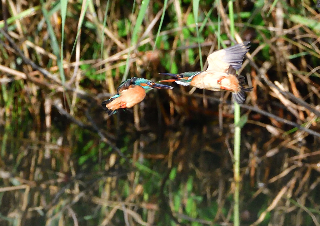 オスとメス　５/１７❶