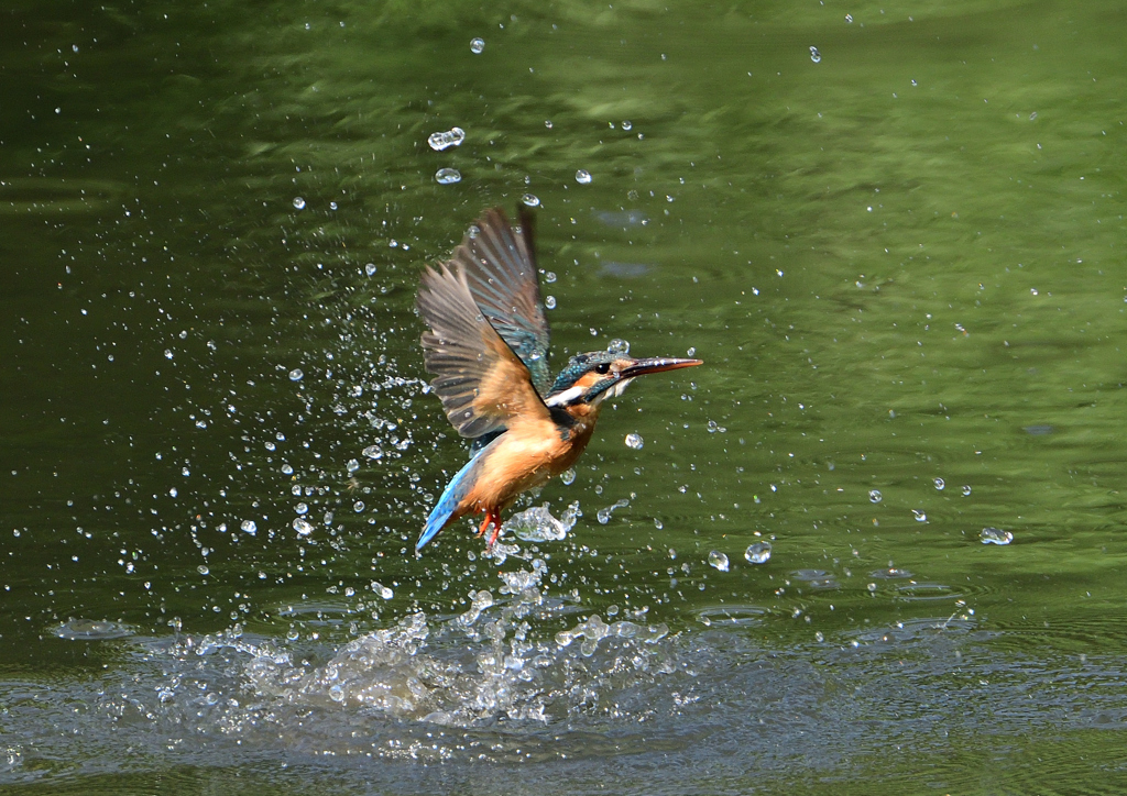 ダイブ　６/６❻