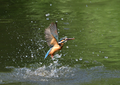 ダイブ　６/６❻