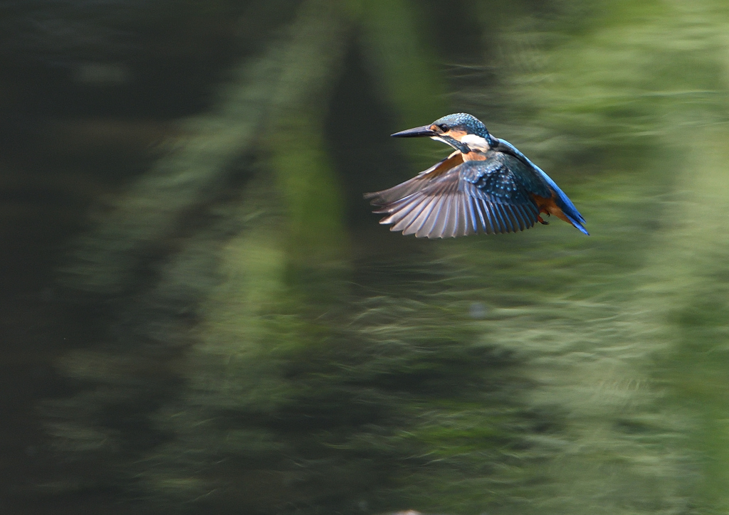 若鳥の雄・ホバる　９/１０❶