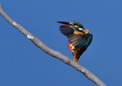 止まり木へ　３/７❹