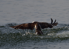 ミサゴ　１/７❷