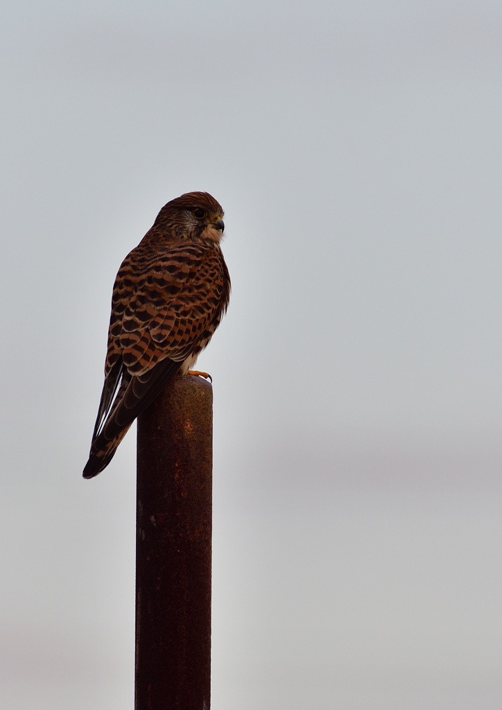 チョウゲンボウ　１２/１６