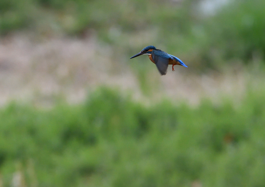 ホバ　４/１２❷