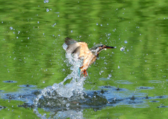 水飛沫　８/１０❼