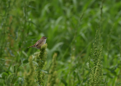 セッカ　５/３❶