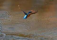 ドジョウを・・・❺