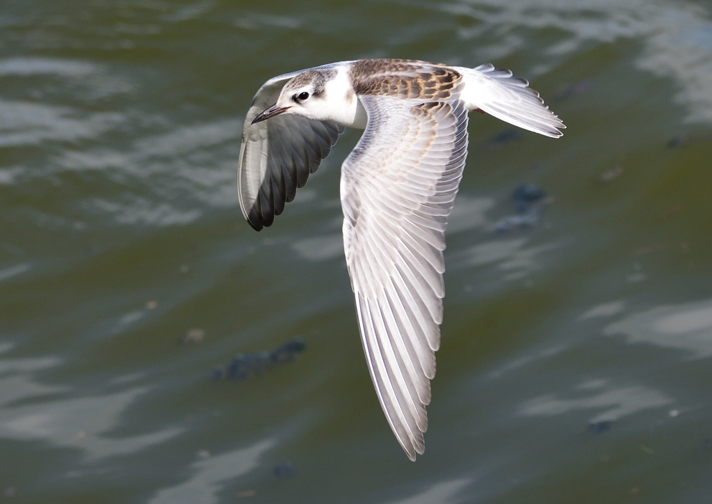 ハジロクロハラアジサシ　１０/５❷