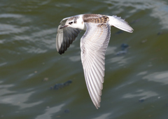 ハジロクロハラアジサシ　１０/５❷