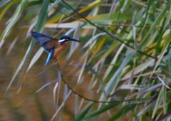 ホバリング　１２/２０❶」