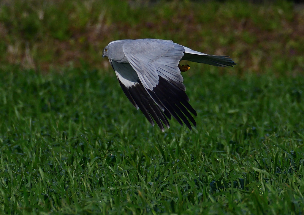 ハイイロチュウヒ　３/１３❻