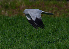 ハイイロチュウヒ　３/１３❻