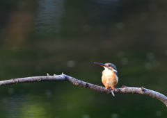 止まり木　８/１７❶