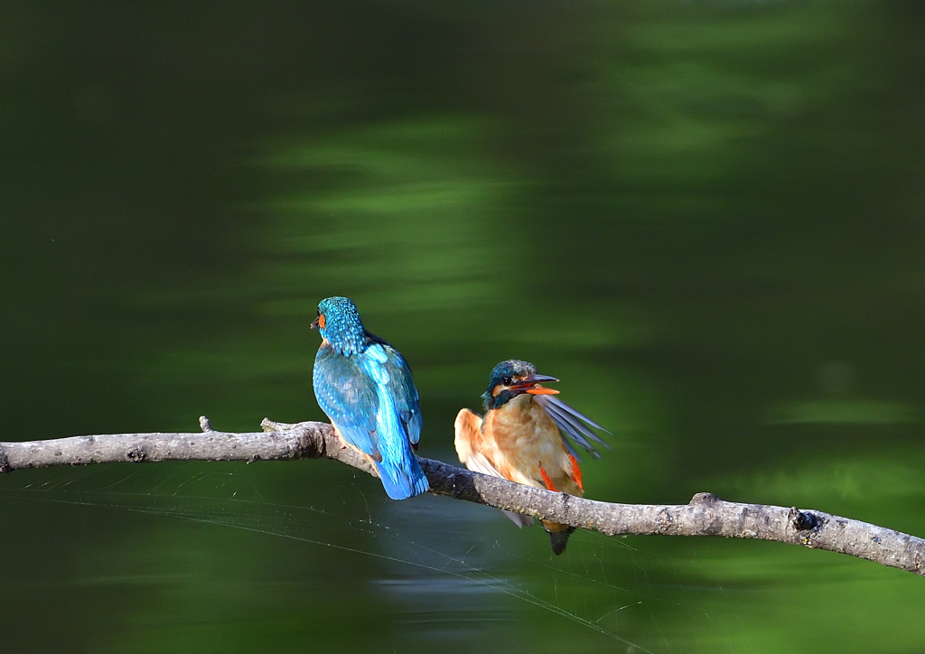 オスとメス　５/１８❷