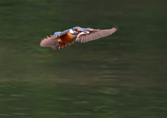 魚を・・・・　７/１５②