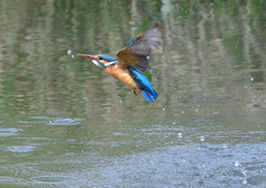 ダイブ　４/２２❸