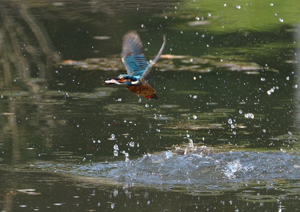 ダイブ　５/１０❹