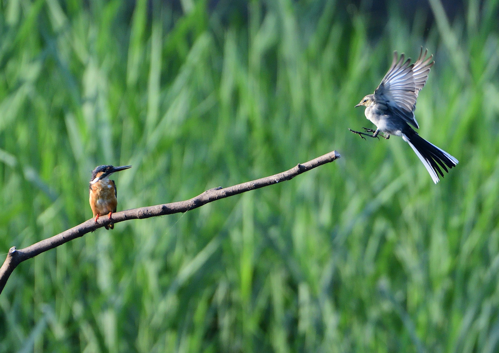 カワセミ＆セキレイ　８/１９❶