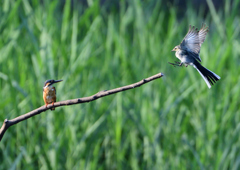 カワセミ＆セキレイ　８/１９❶
