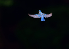 ホバリング　７/１８❷