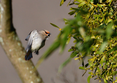 ヒレンジャク　２/２１❻