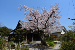 誓林寺の桜