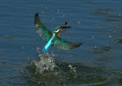 ダイブ　３/２３❹