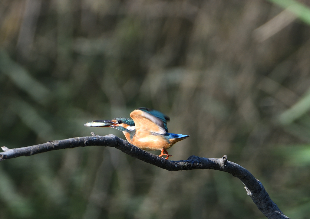 魚を・・・・　５/２５❶