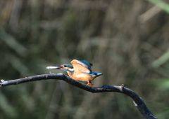 魚を・・・・　５/２５❶