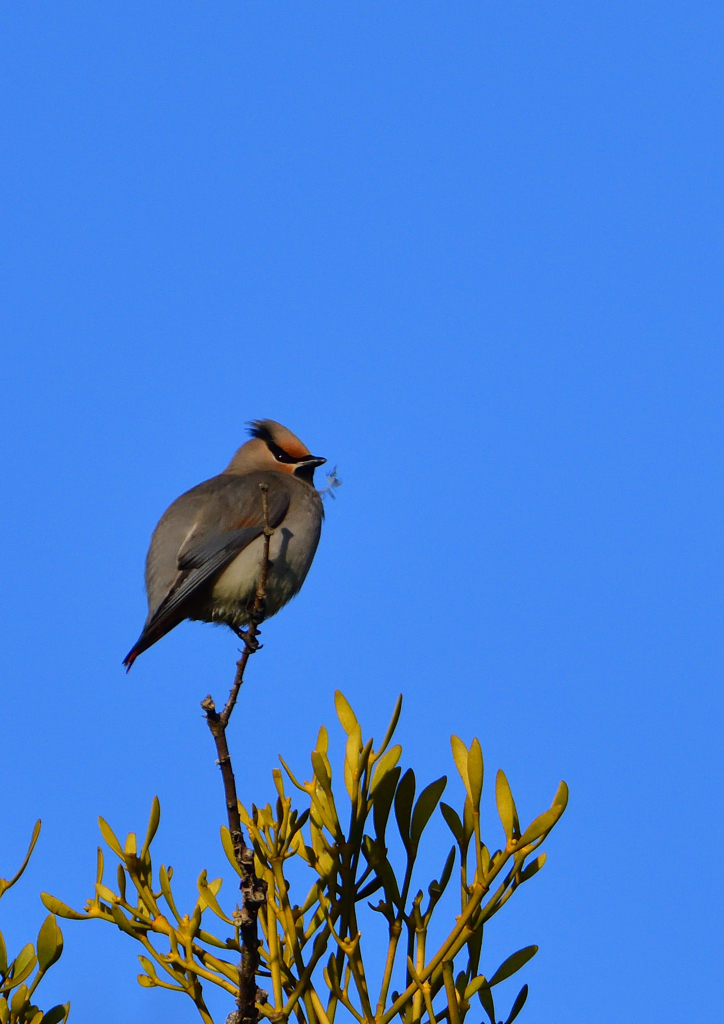 ヒレンジャク　２/２１❷